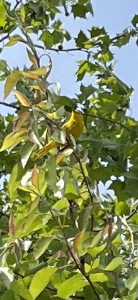 Yellow Warbler - ML576093451