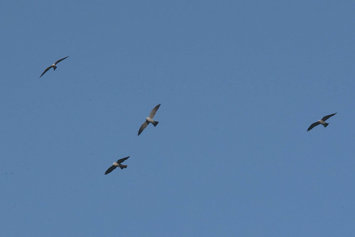 Mississippi Kite - Troy Hibbitts