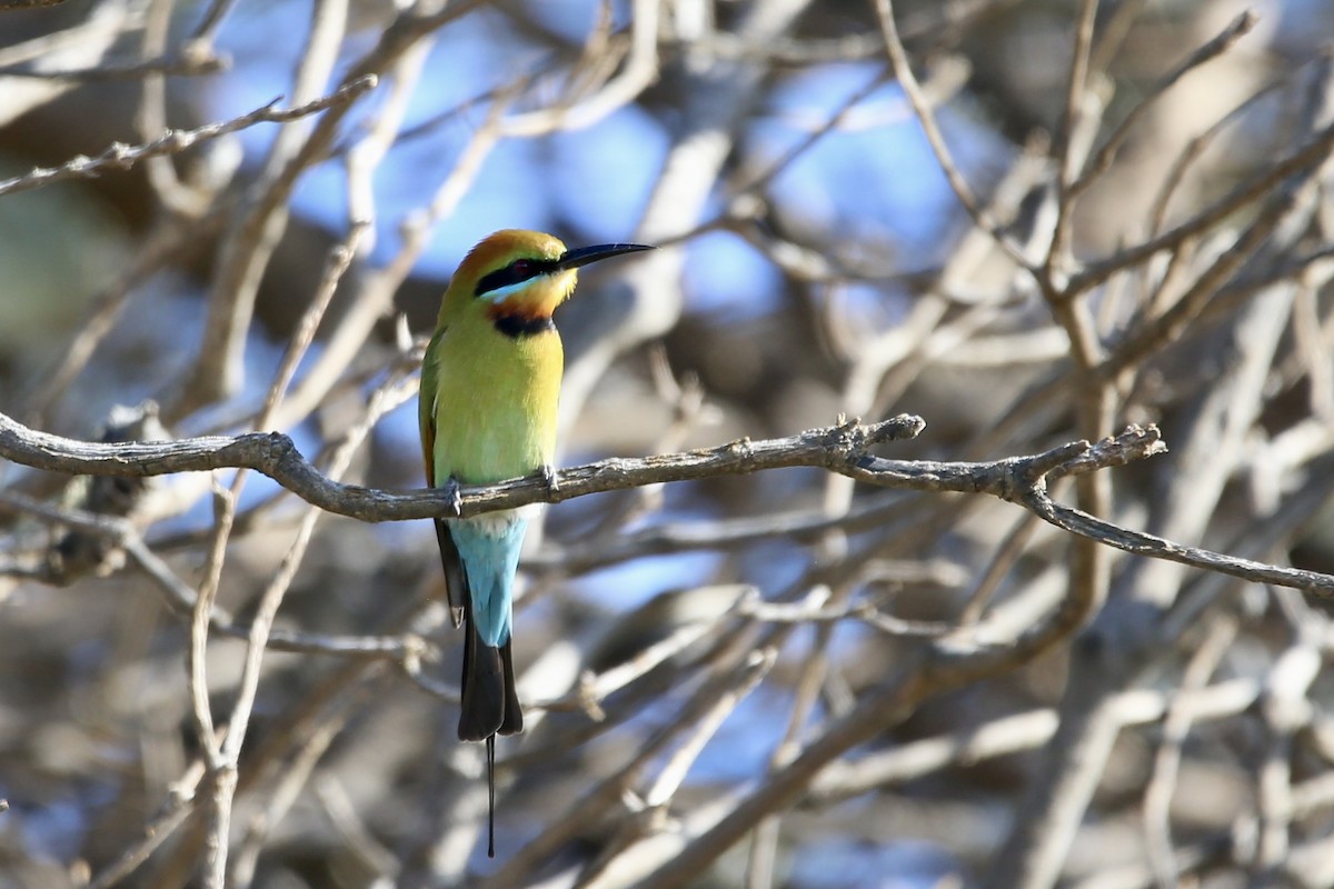 Rainbow Bee-eater - ML576094301
