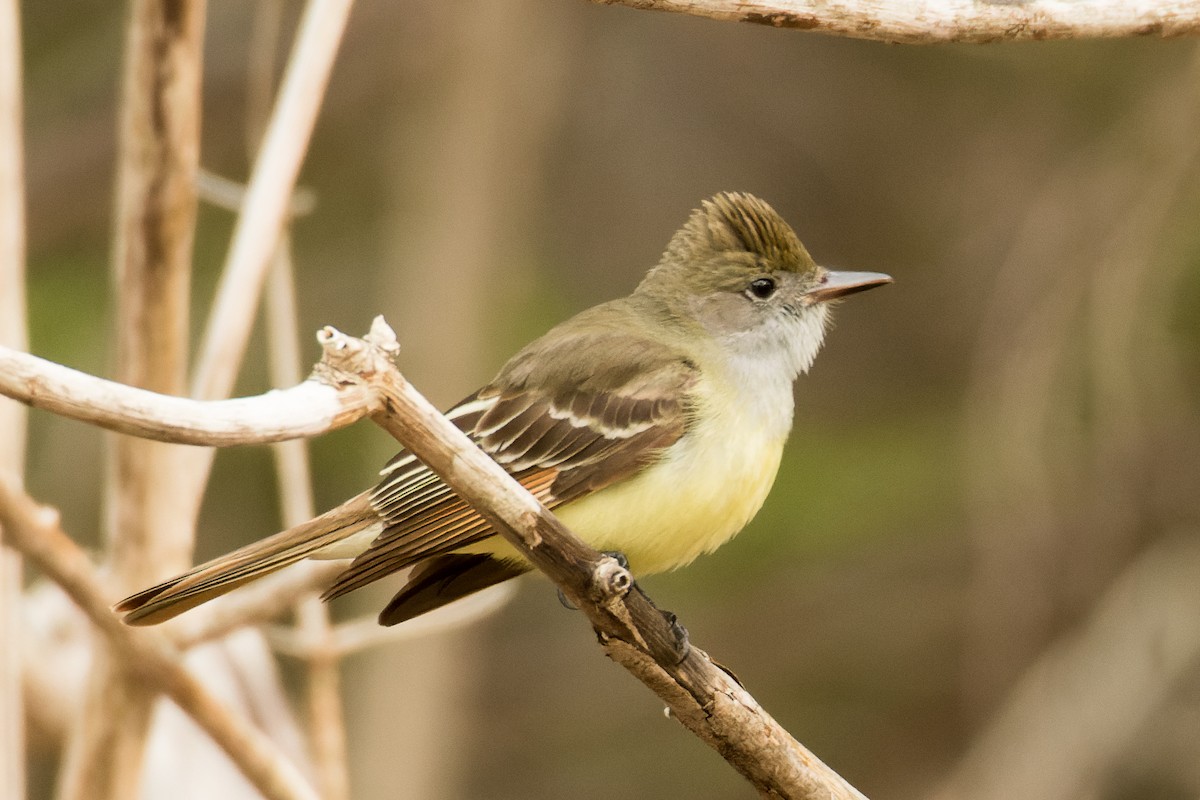 Great Crested Flycatcher - ML576094331