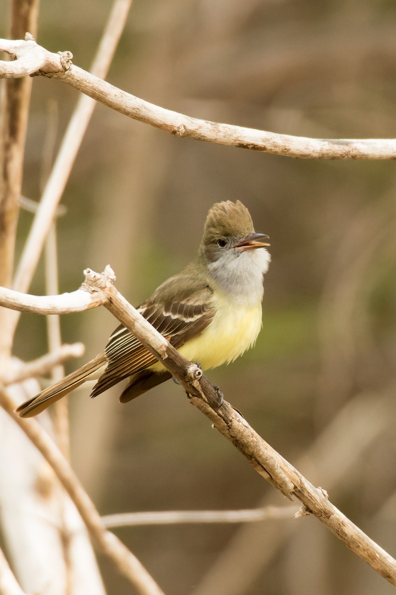 Great Crested Flycatcher - ML576094341