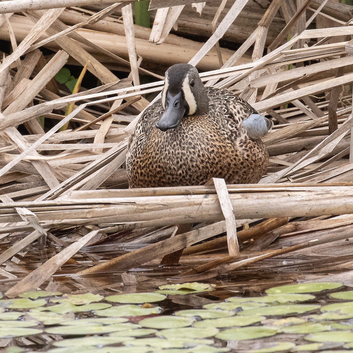 Blue-winged Teal - ML576094531