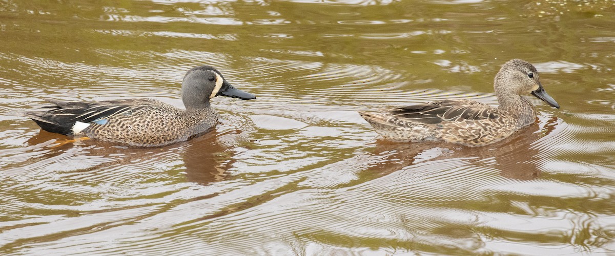 Blue-winged Teal - ML576094551
