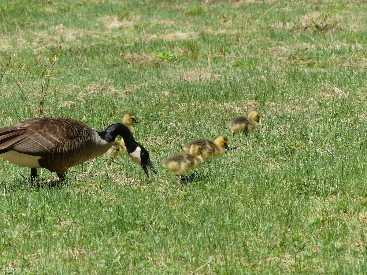 Canada Goose - claudine lafrance cohl