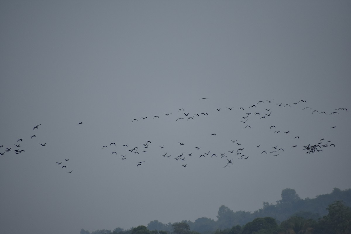 Glossy Ibis - Mohammed Hirash