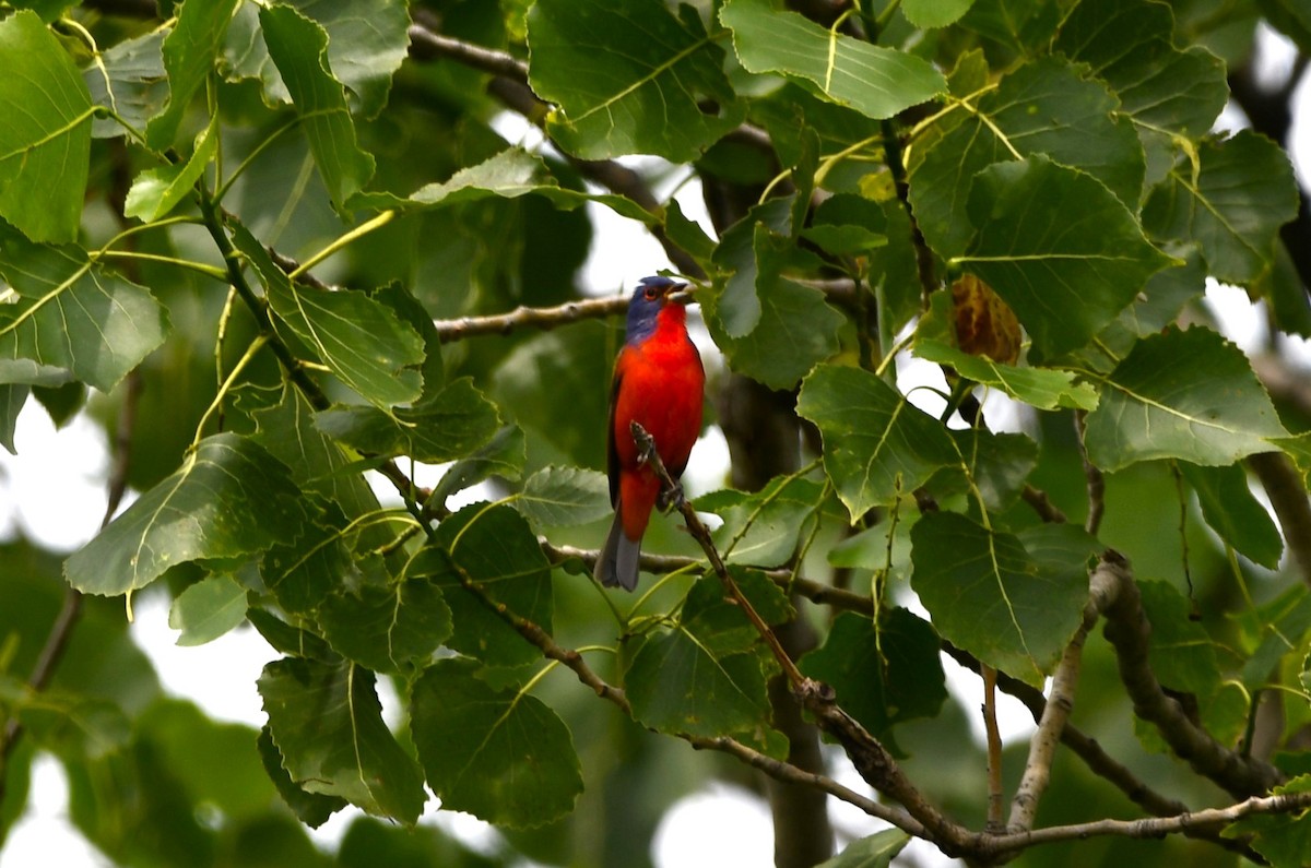 Painted Bunting - ML576095171