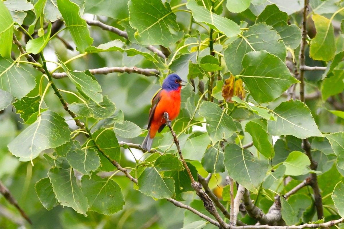 Painted Bunting - Tricia Vesely