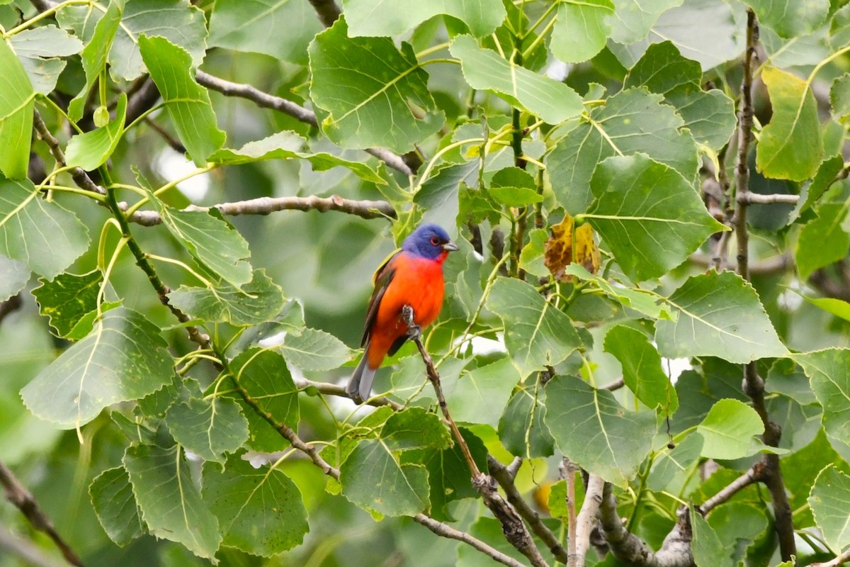 Painted Bunting - ML576095201