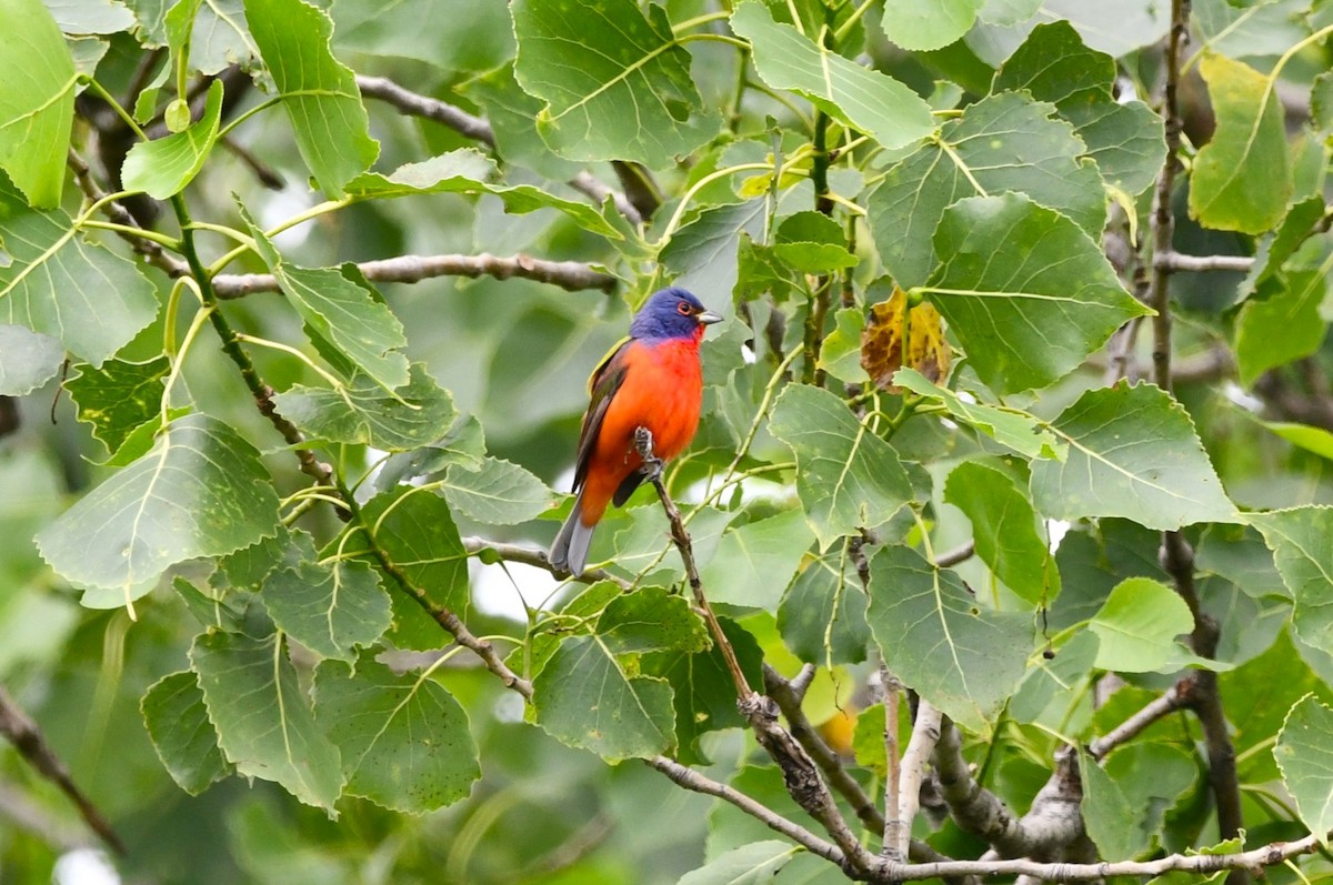 Painted Bunting - Tricia Vesely