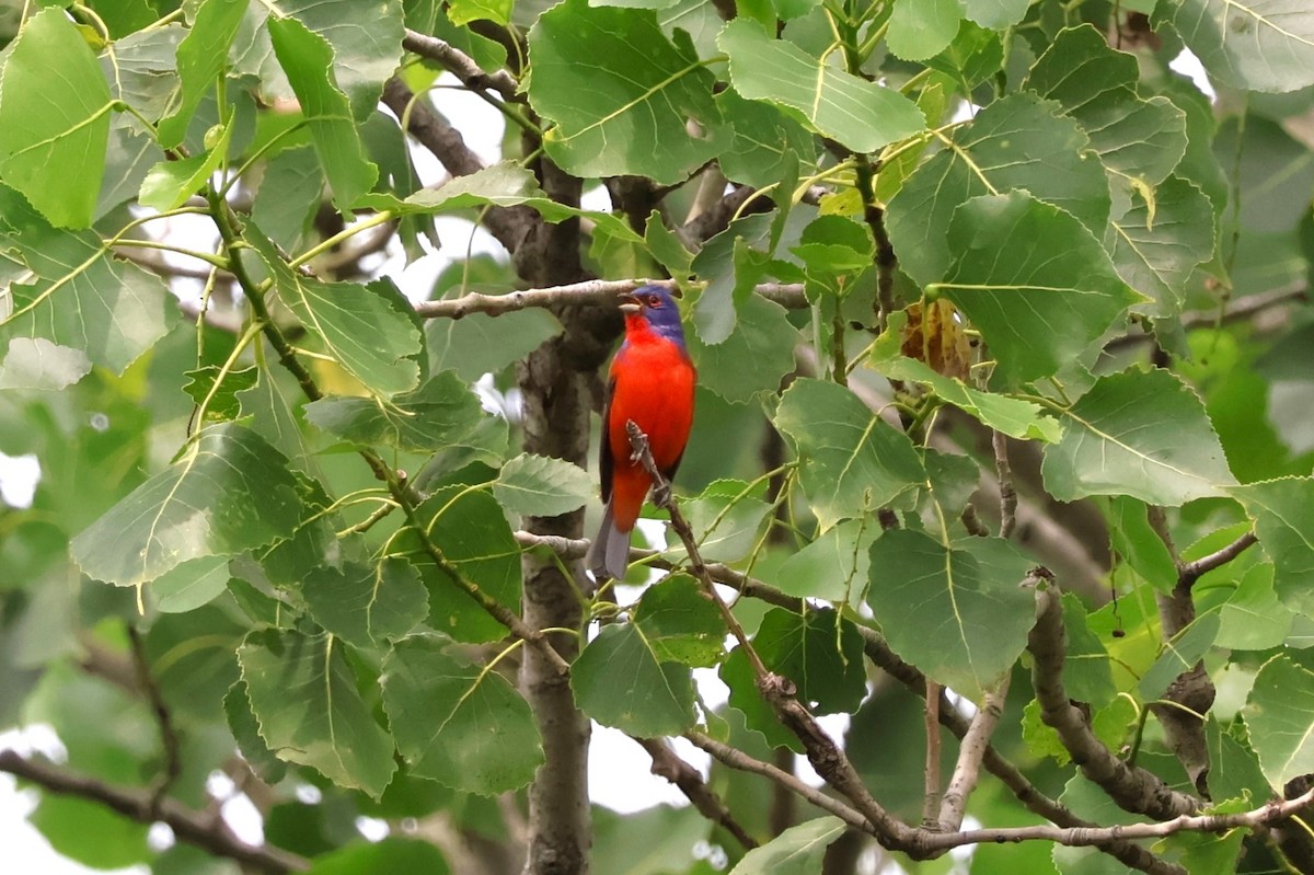 Painted Bunting - ML576095411