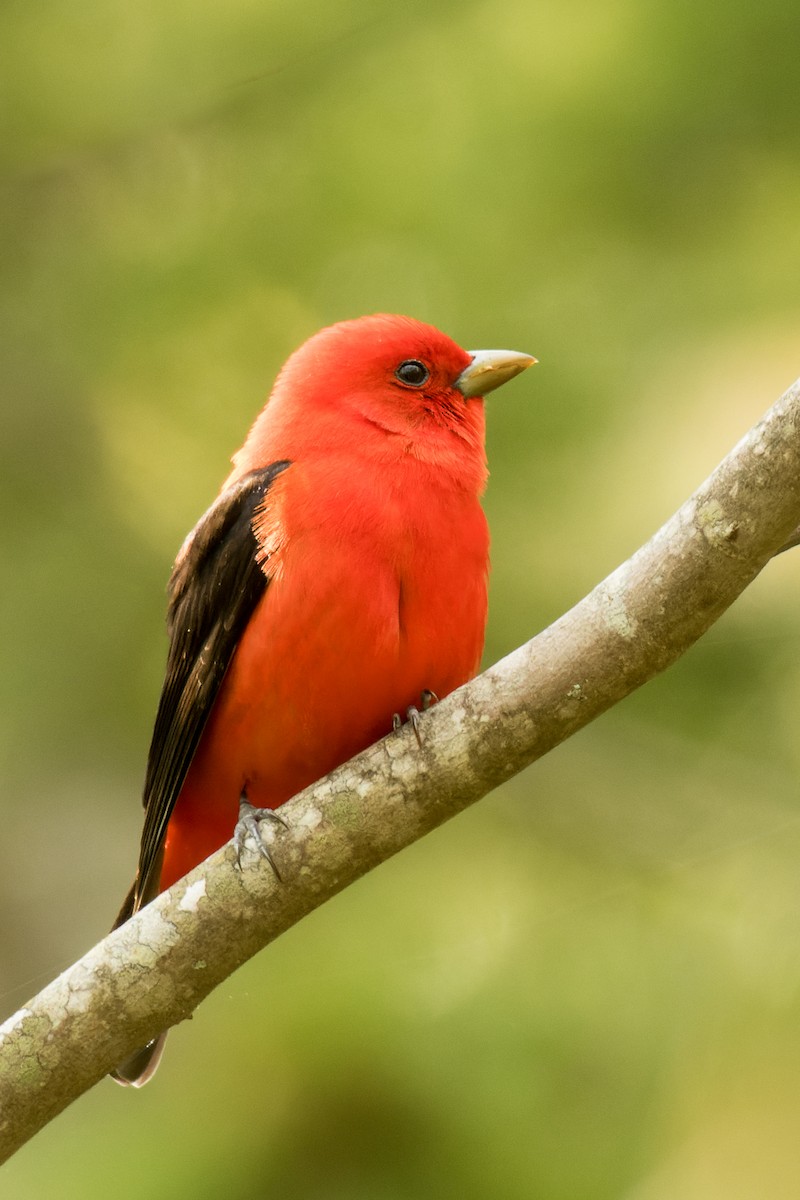 Scarlet Tanager - Lori Buhlman