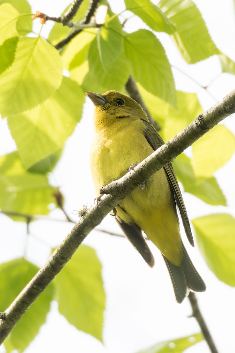 Scarlet Tanager - Lori Buhlman