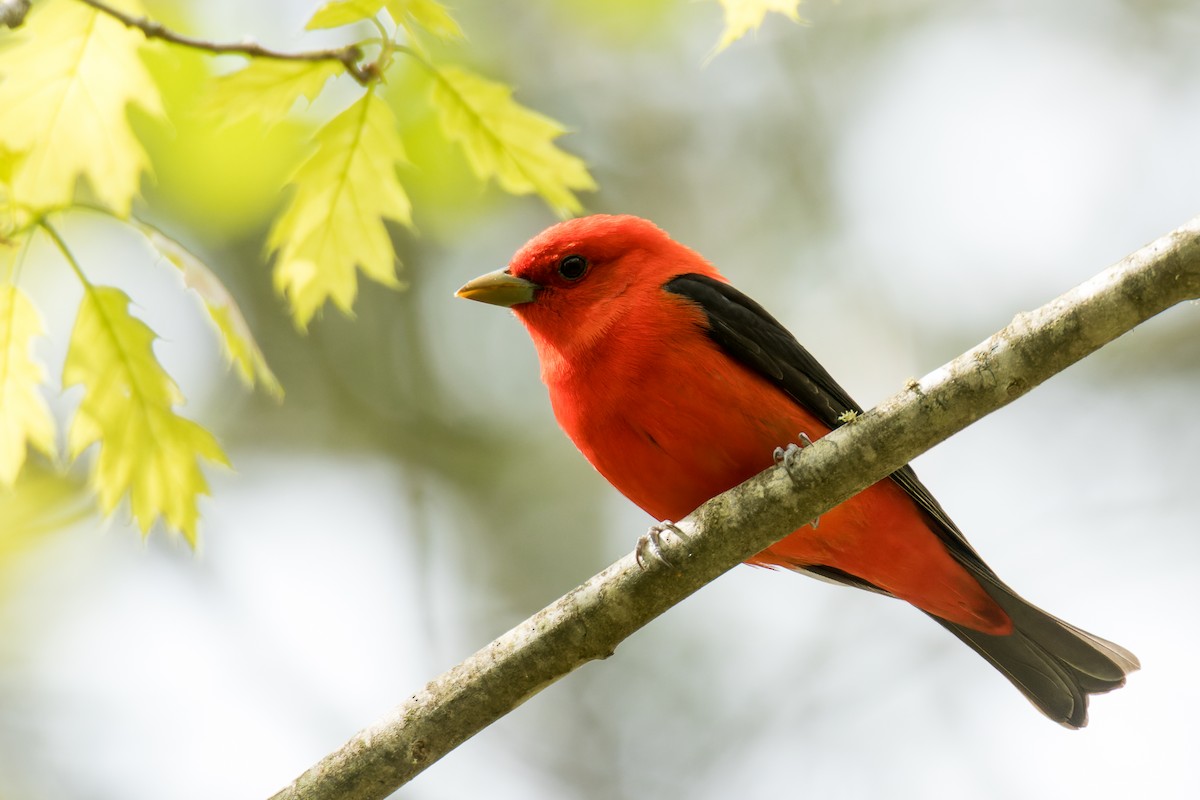 Scarlet Tanager - Lori Buhlman