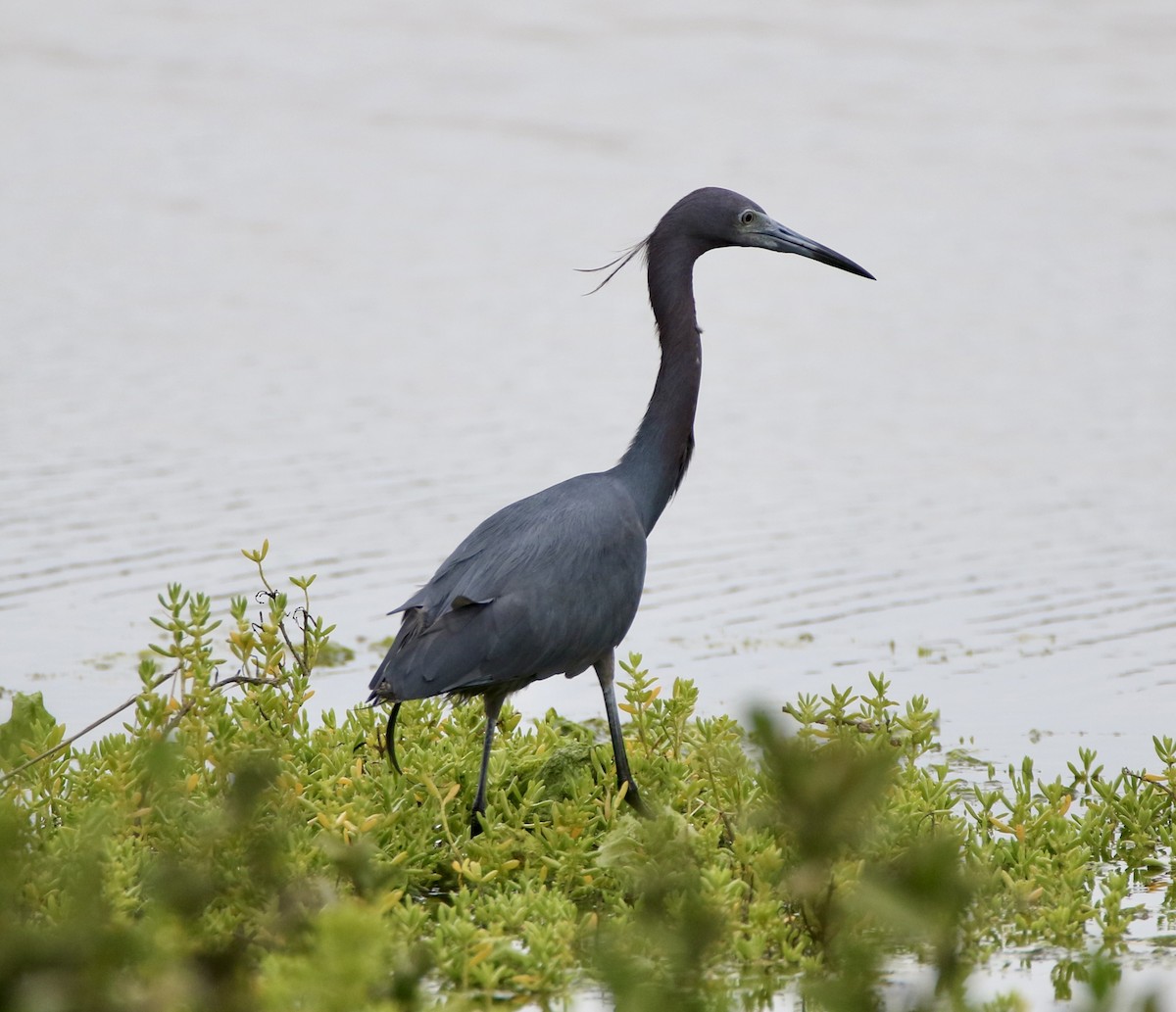 Little Blue Heron - Angie Anderson