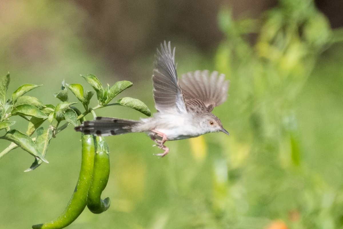 Graceful/Delicate Prinia - ML576097231