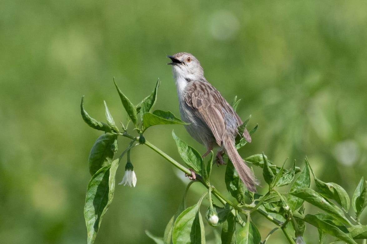 Graceful/Delicate Prinia - ML576097241