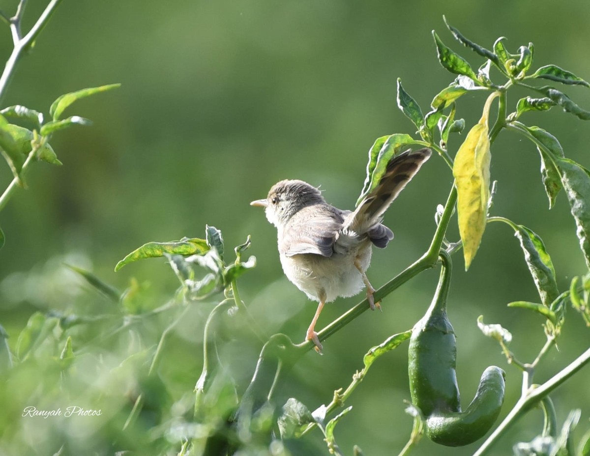 Graceful/Delicate Prinia - ML576097261