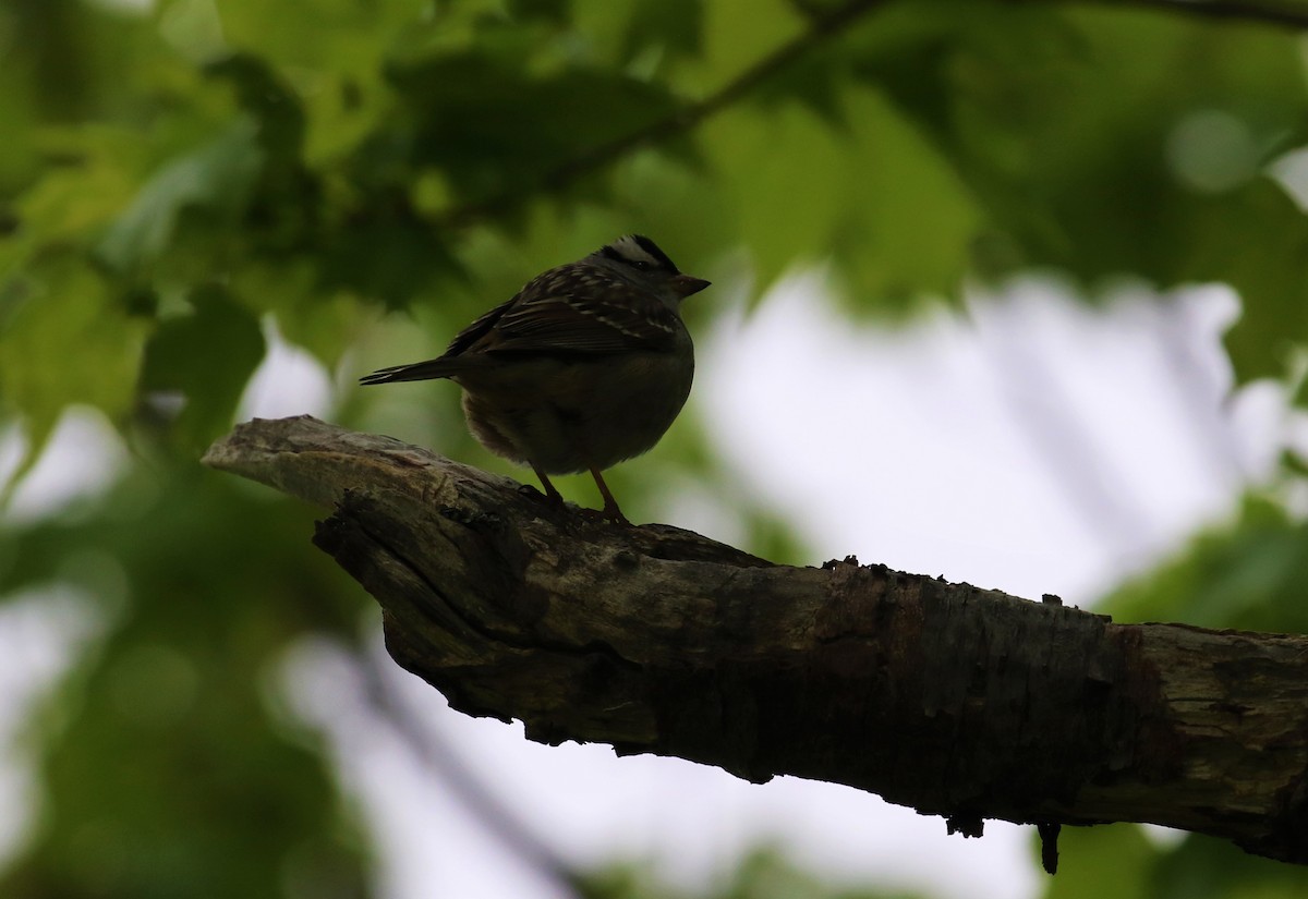 White-crowned Sparrow - ML576100051