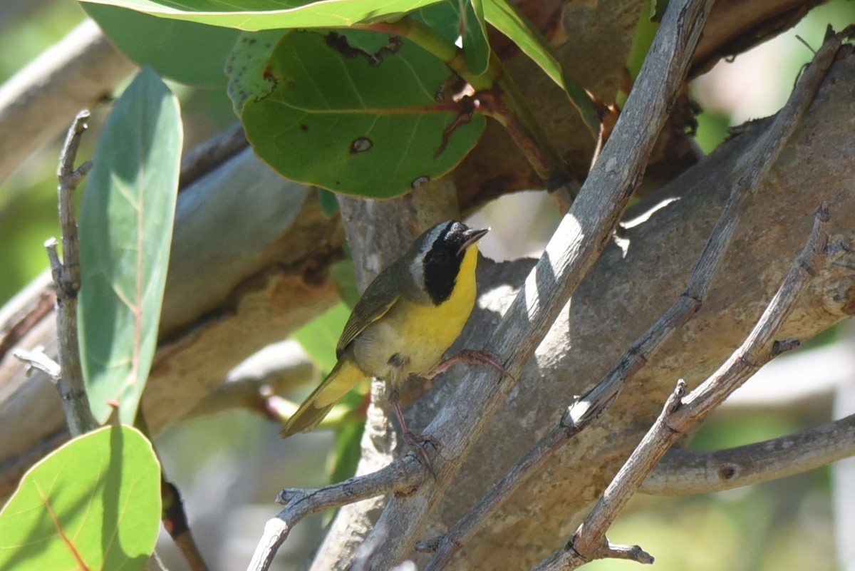 Common Yellowthroat - ML576100111