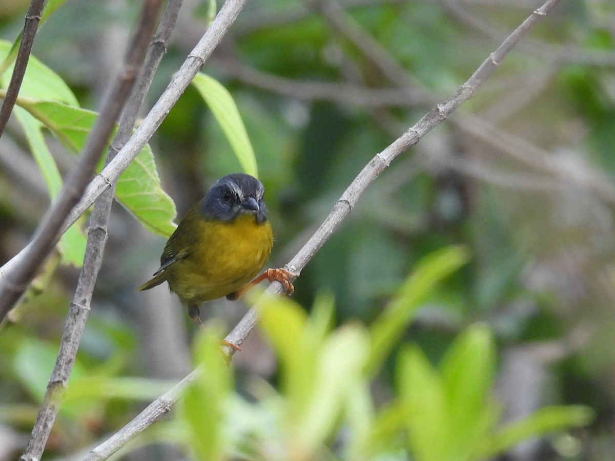 Gray-headed Warbler - Mauricio Zanoletti