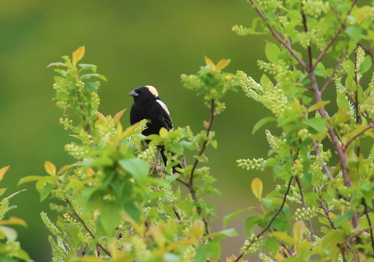 bobolink americký - ML576100381