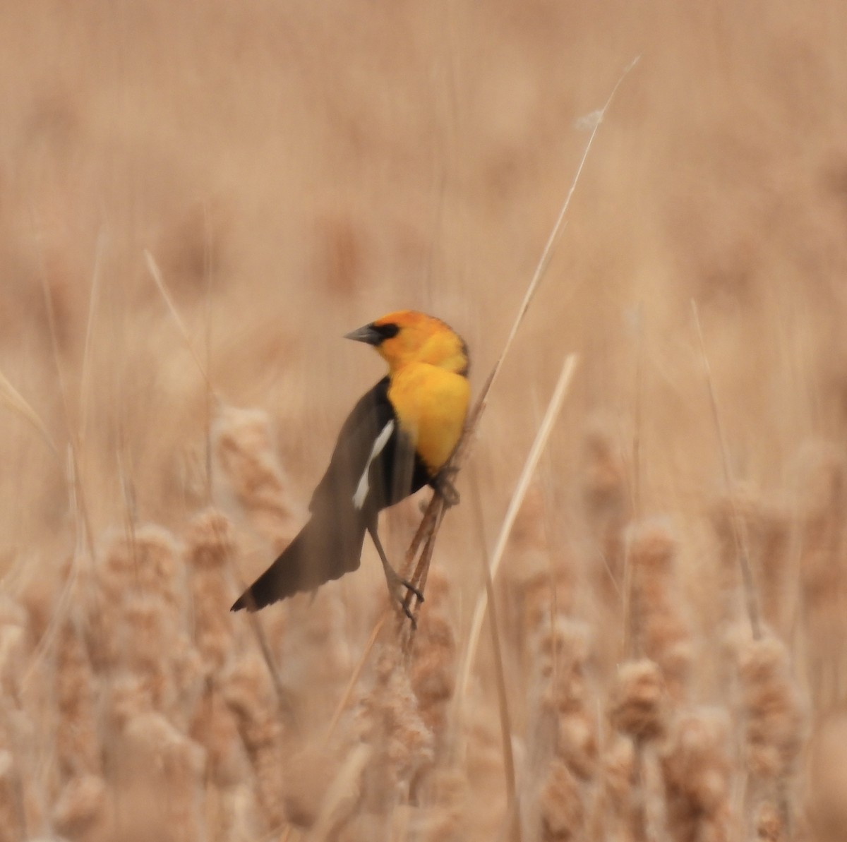 Yellow-headed Blackbird - ML576100461