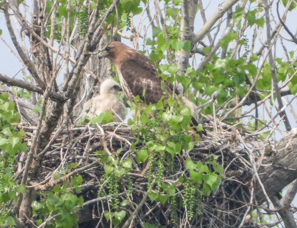 Red-tailed Hawk - ML576100811