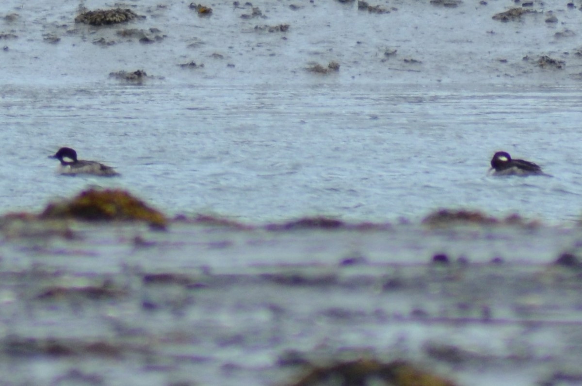 Bufflehead - ML57610101