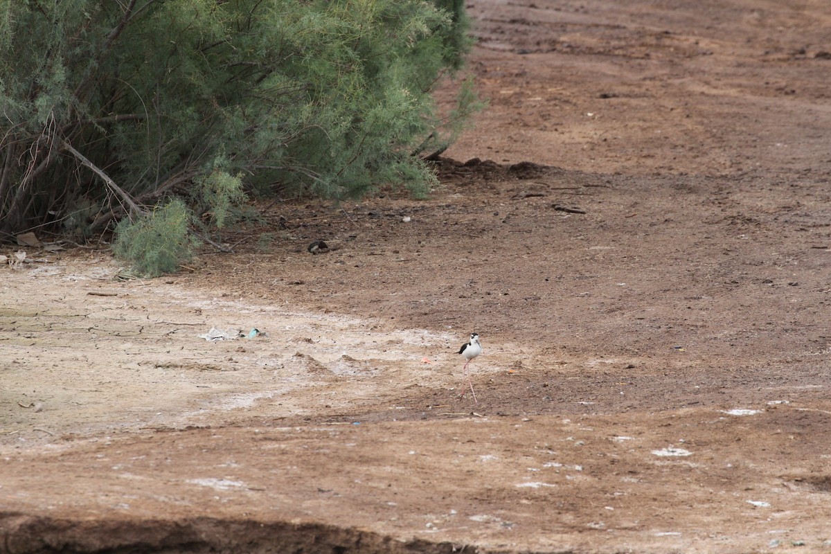 Black-necked Stilt - ML576101161