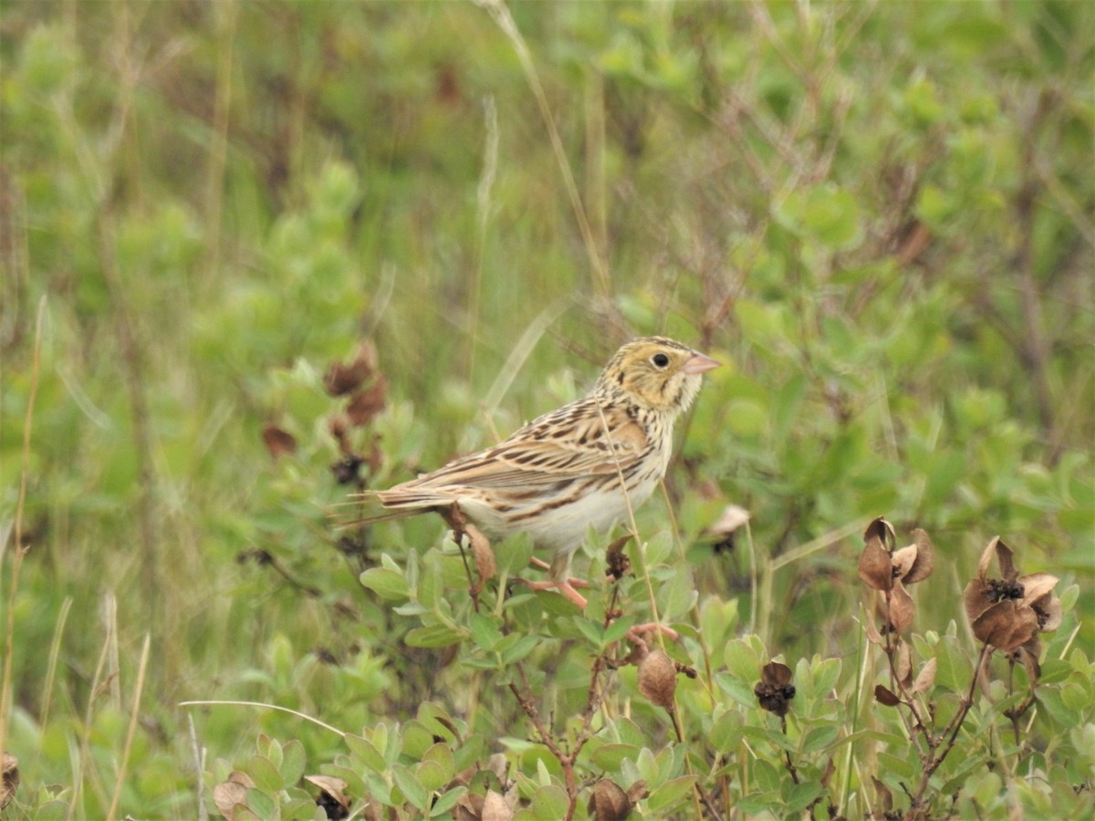 Baird's Sparrow - ML576102711