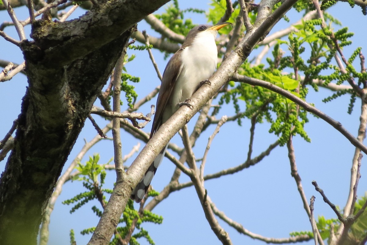 Yellow-billed Cuckoo - ML576102931