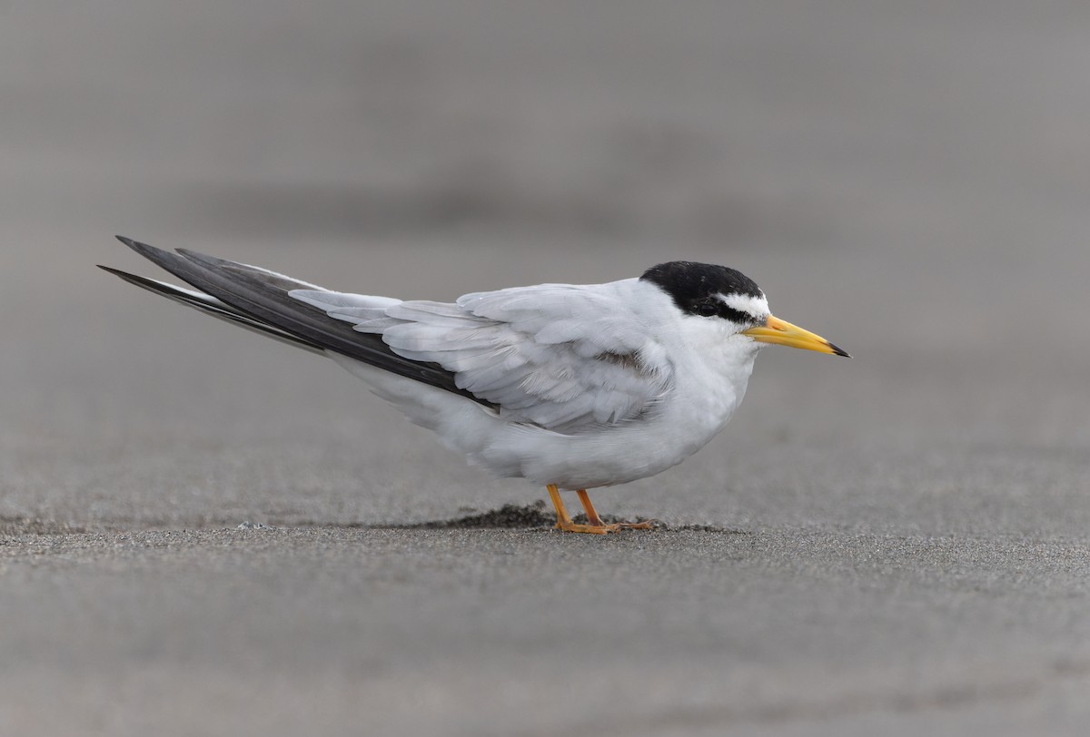 Least Tern - ML576102951