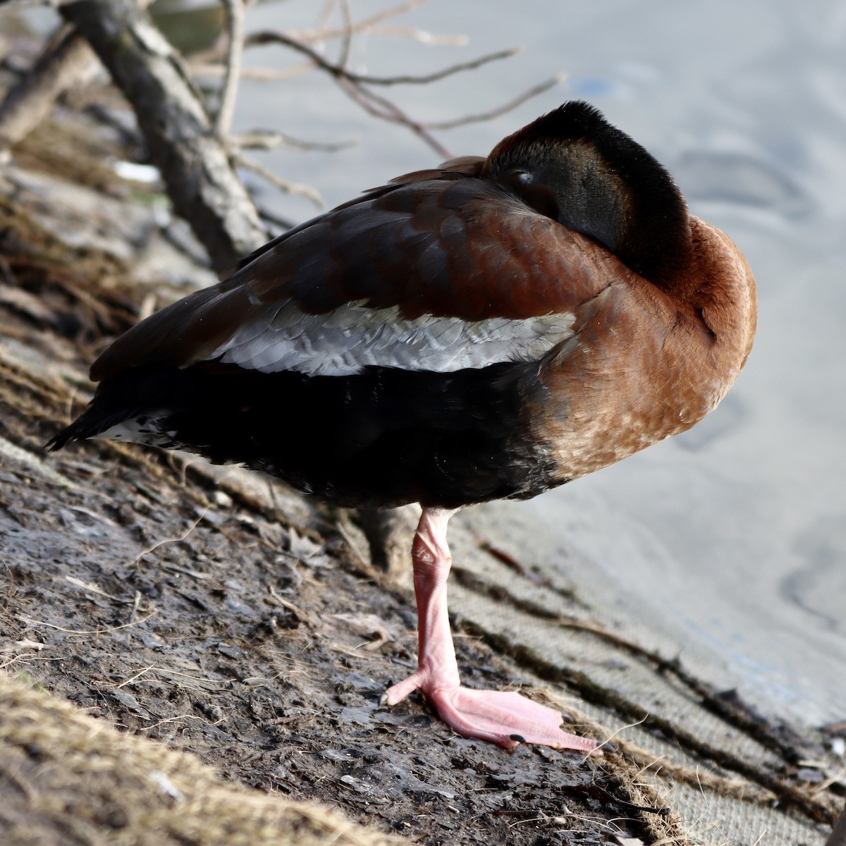 Black-bellied Whistling-Duck - ML576103221