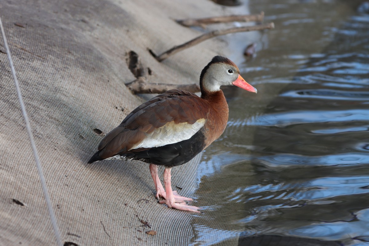 アカハシリュウキュウガモ - ML576103251