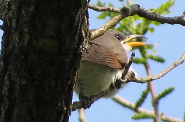 Yellow-billed Cuckoo - ML576103291