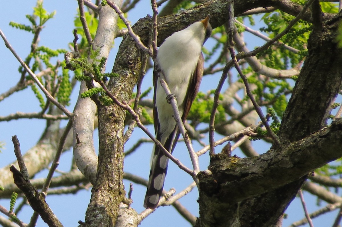 Yellow-billed Cuckoo - ML576103421