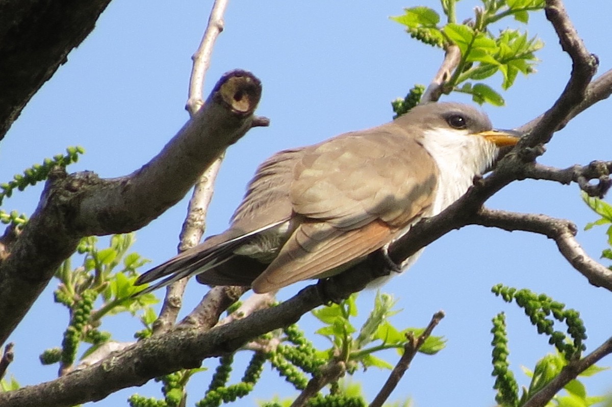 Yellow-billed Cuckoo - ML576103501