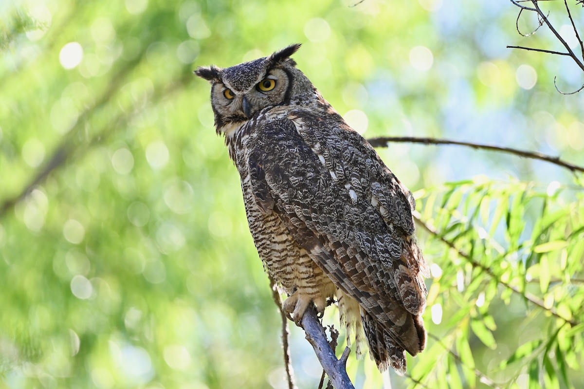 Great Horned Owl - Bill Schneider