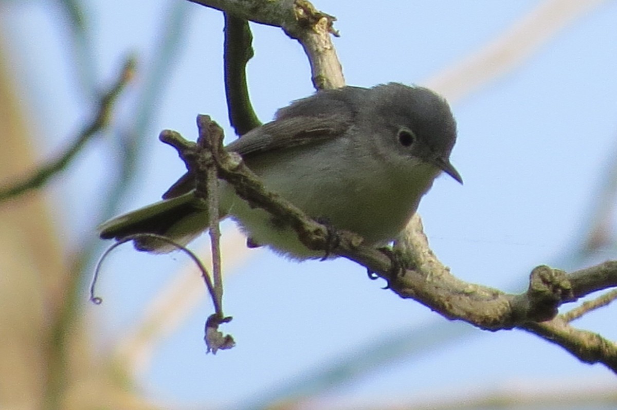 Blue-gray Gnatcatcher - ML576103711