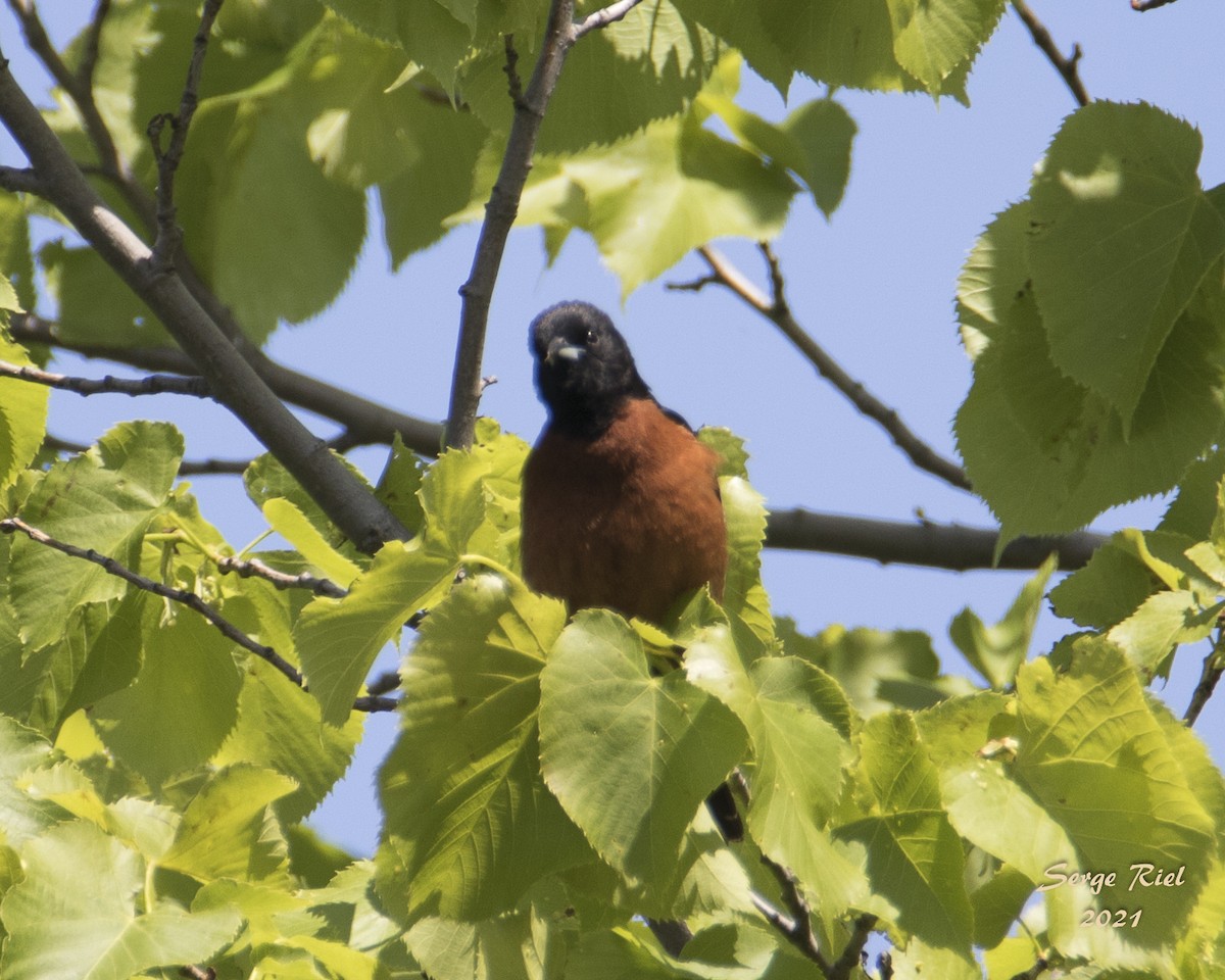 Orchard Oriole - ML576103881