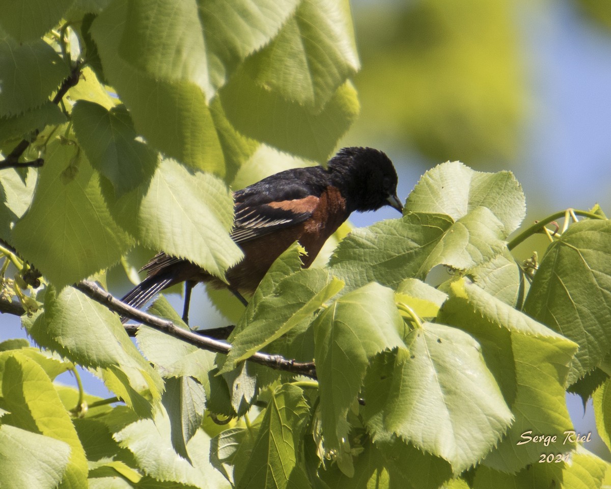 Orchard Oriole - ML576103891
