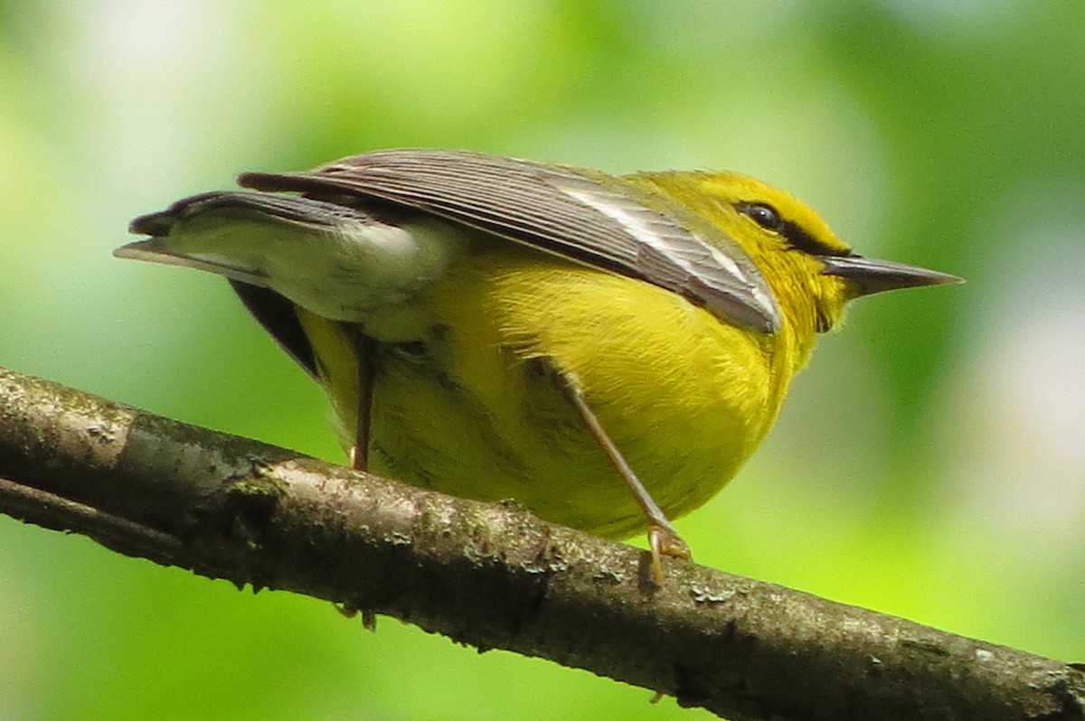 Blue-winged Warbler - ML576103961