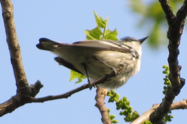 Paruline azurée - ML576104271