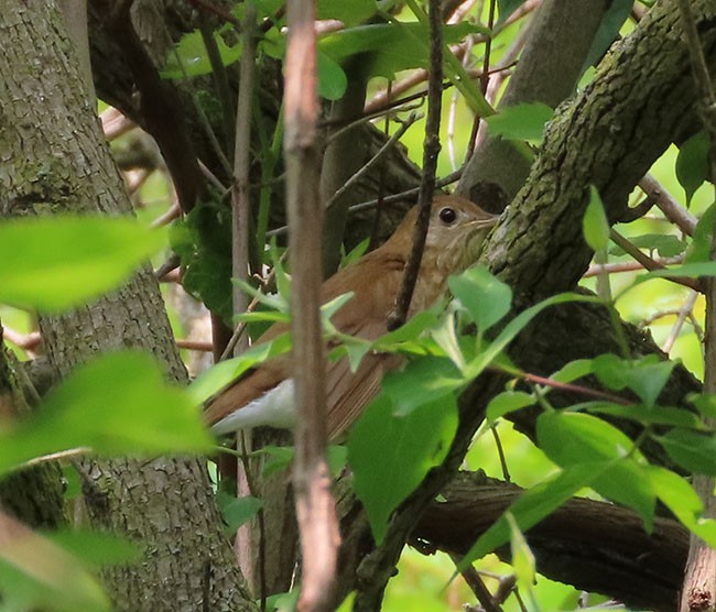 ビリーチャツグミ - ML576104721