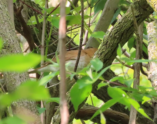 ビリーチャツグミ - ML576104771