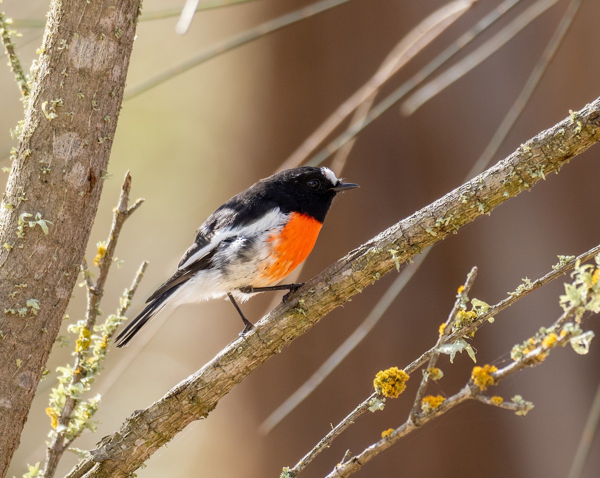 Scarlet Robin - ML576104931