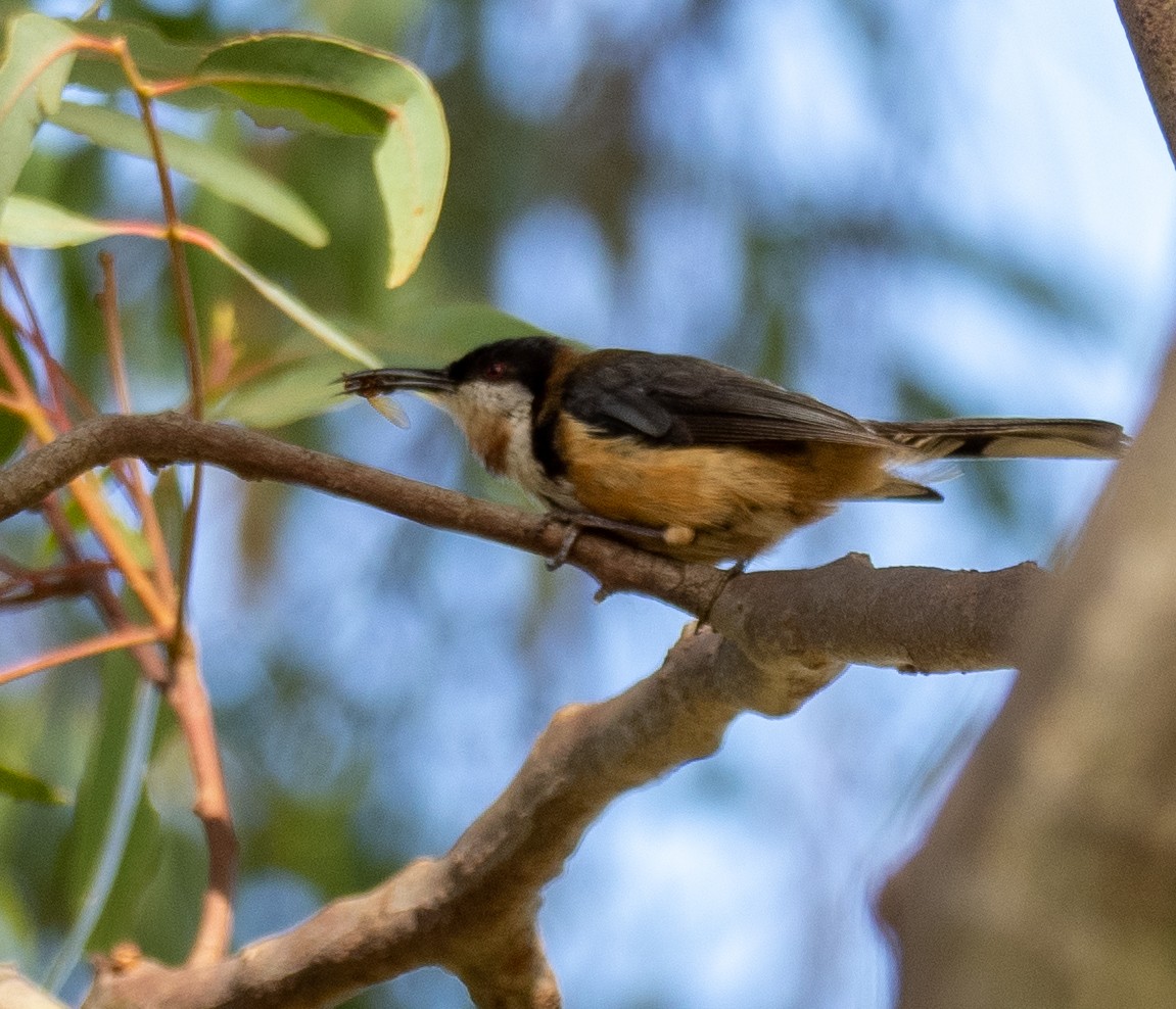 Eastern Spinebill - Kevin McAuliffe