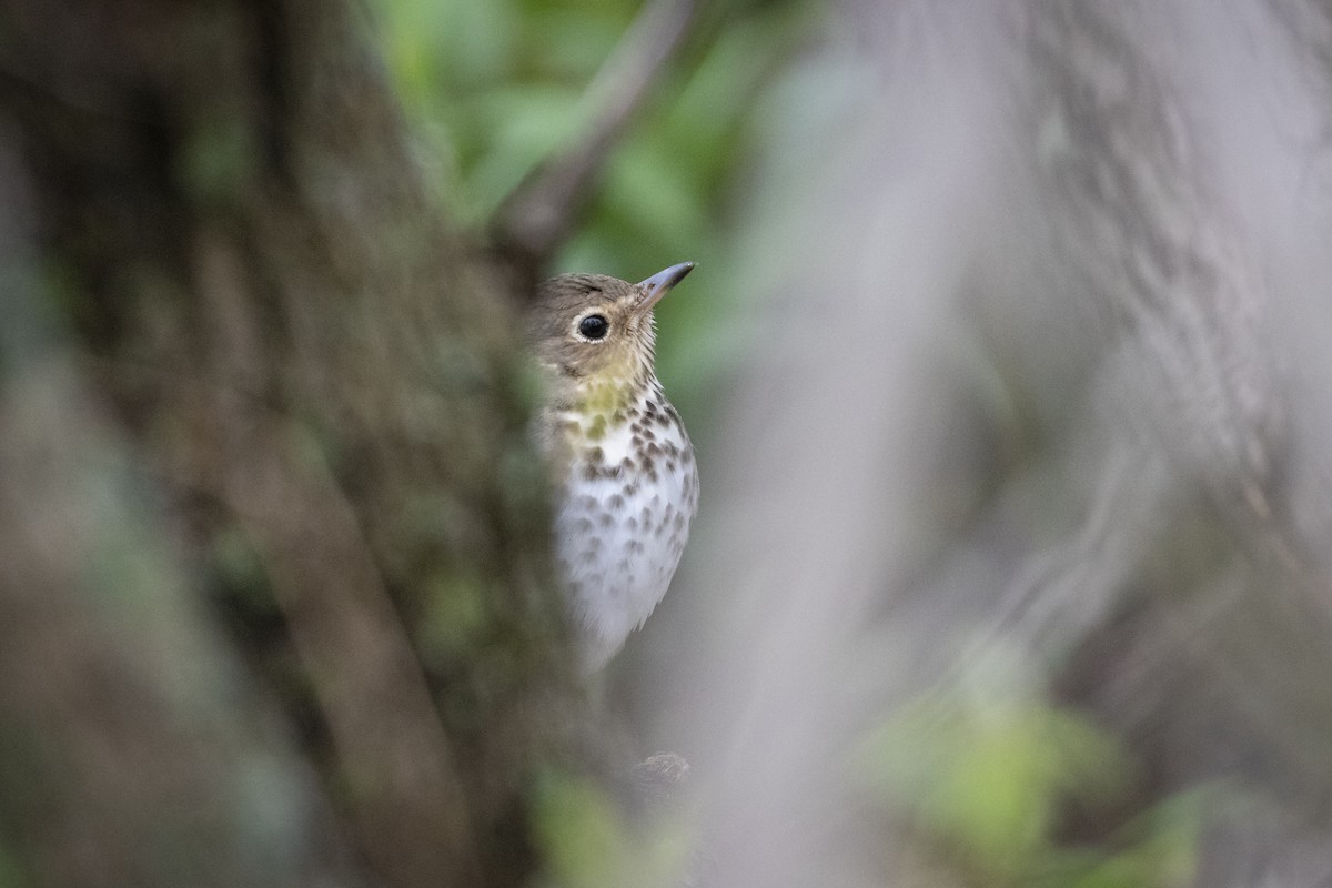 Swainson's Thrush - Edwin Wilke