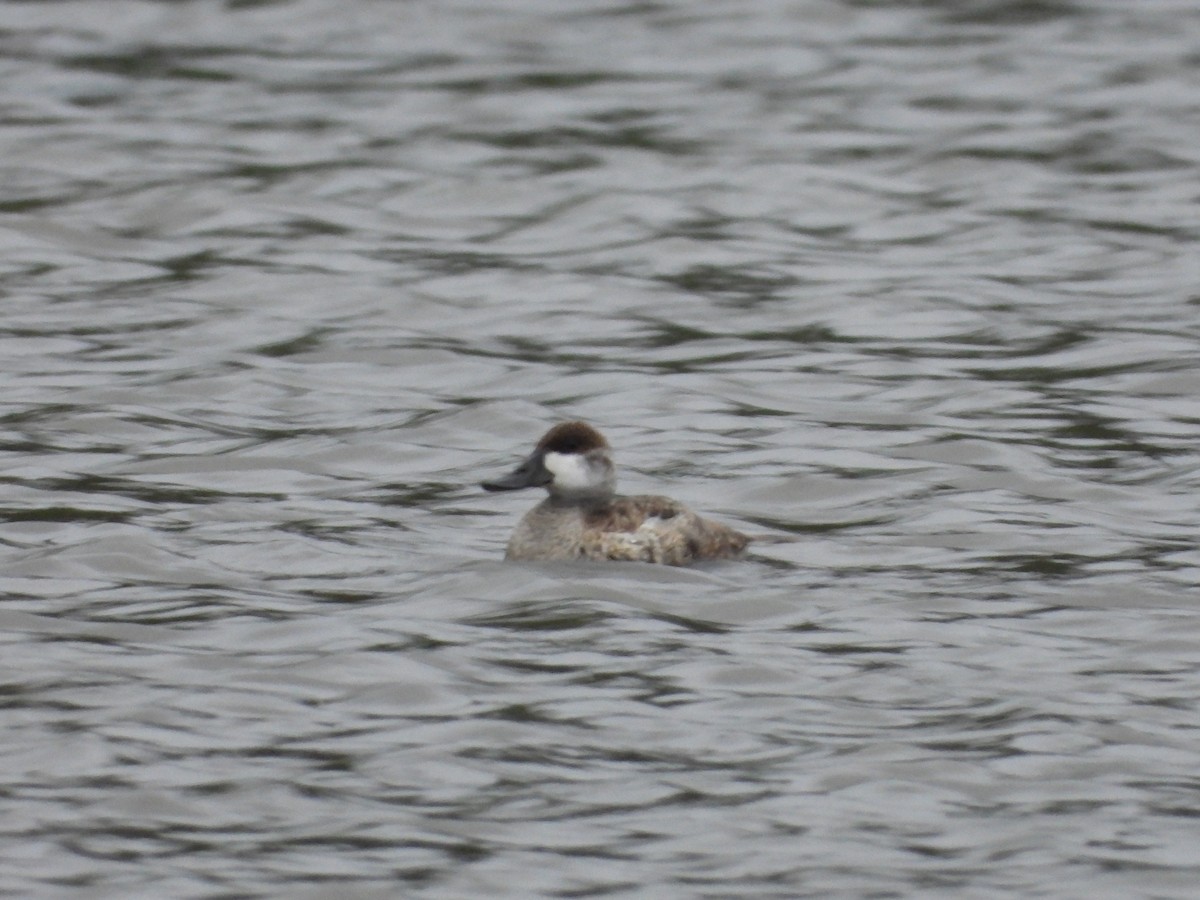 Ruddy Duck - ML576105861