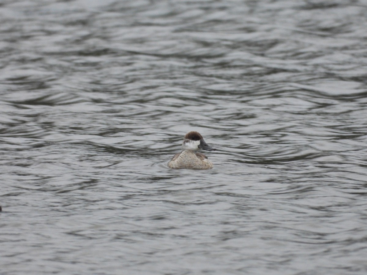 Ruddy Duck - ML576105871